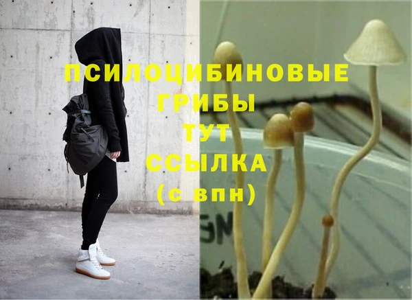 дживик Майский